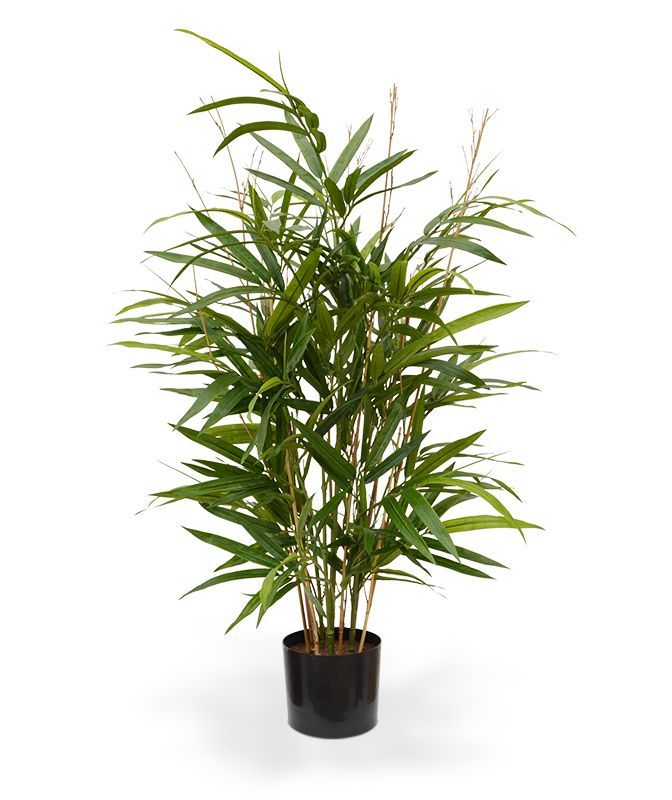 Royal Bamboe 70 cm