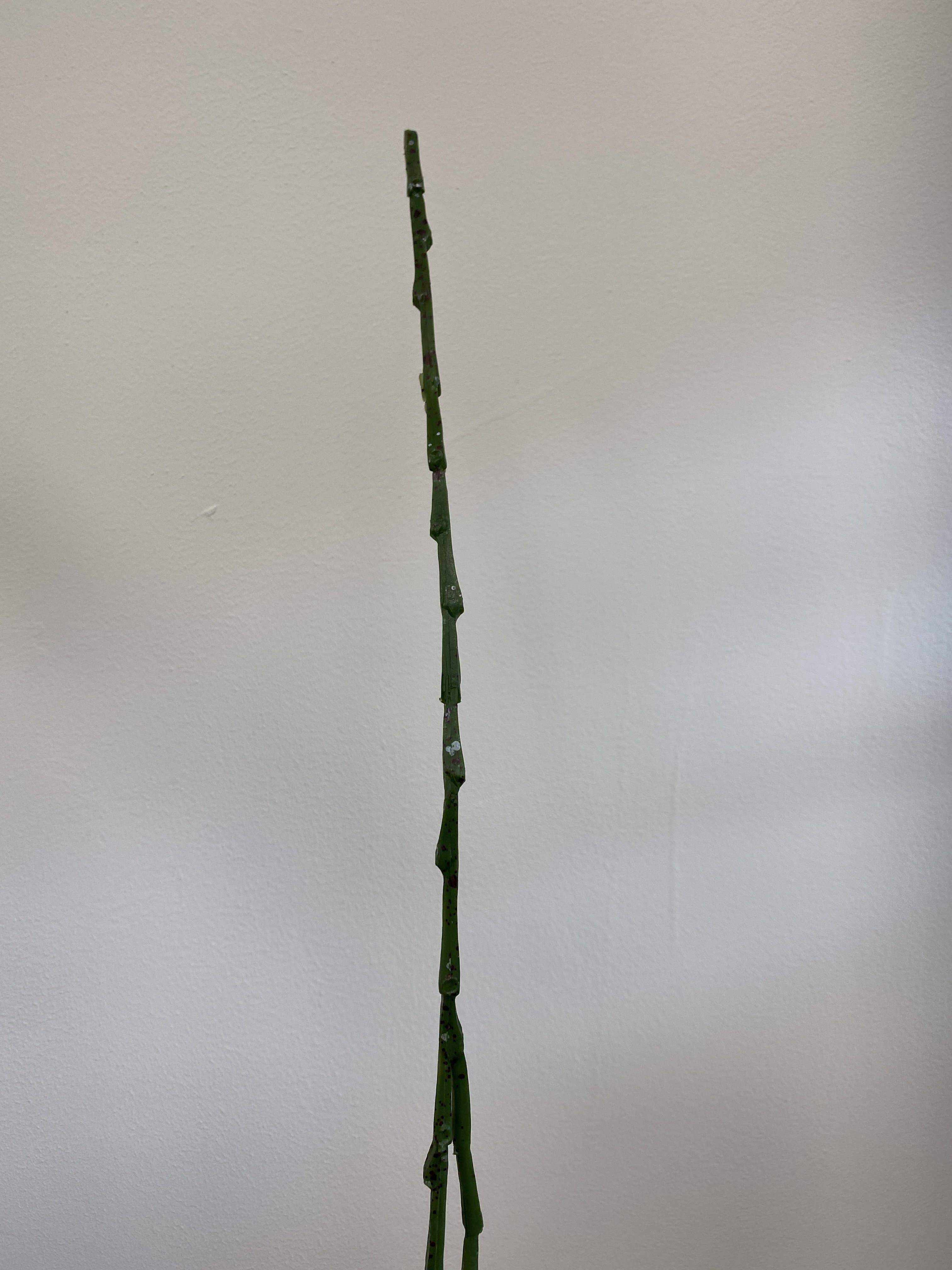 Rhipsalis Trigona 100 cm