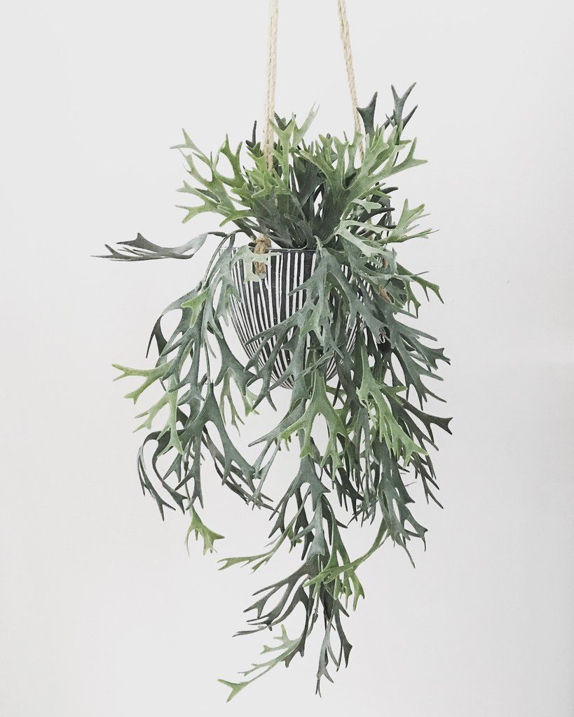 Hertshoorn kunsthangplant 65 cm